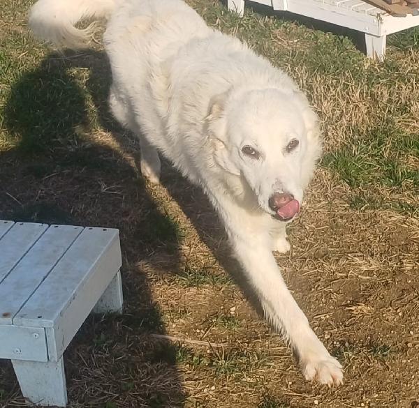 SNIPPER carattere da pastore maremmano (settembre ‘22) Foto 4